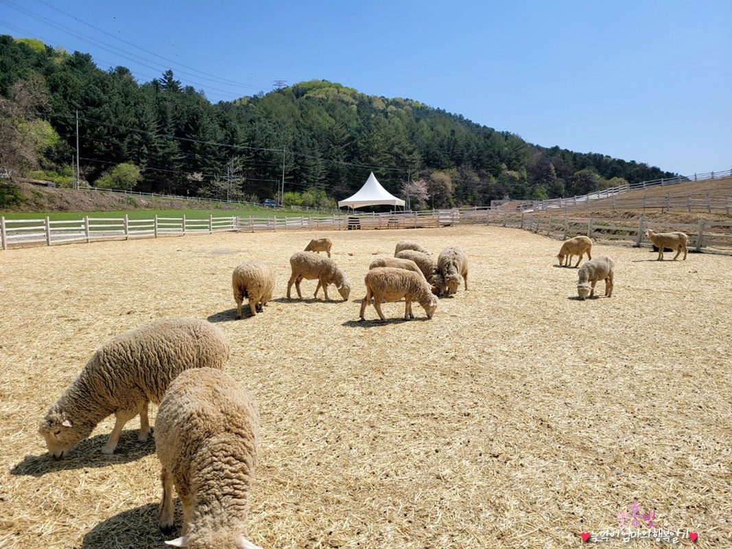 가평 양떼목장의 양과 알파카