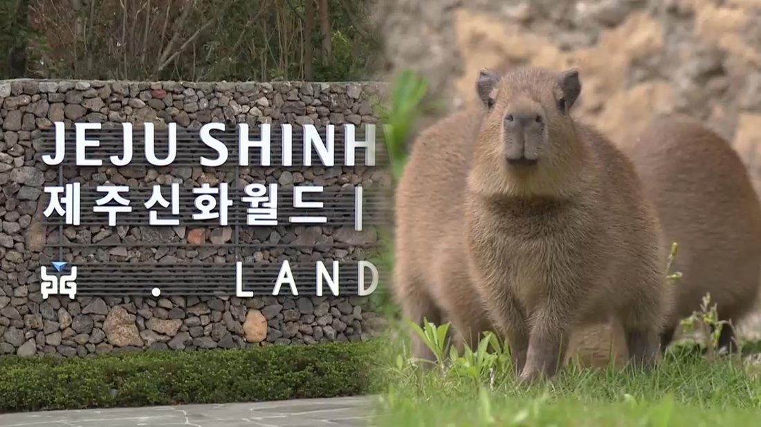 제주신화월드 모모쥬의 카피바라